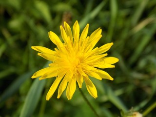 Dandelion