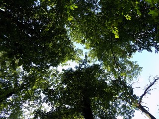 Deciduous forest
