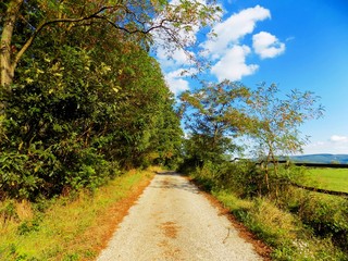 Obraz premium Asphalt road in nature
