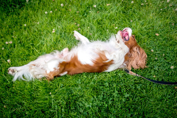 Cavalier King Charles Spaniel wälzt sich auf grüner Wiese 