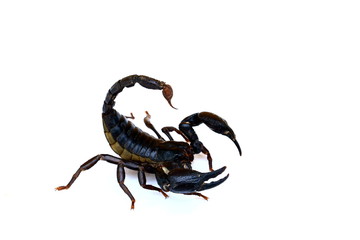 black scorpion isolated on white background