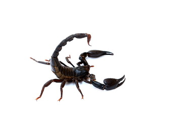 black scorpion isolated on white background
