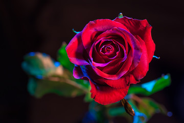 Fototapeta na wymiar A close up macro shot of a red rose