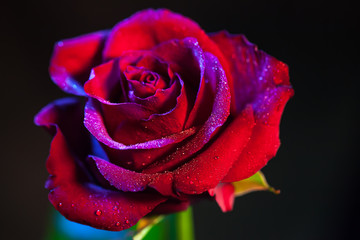 Fototapeta na wymiar A close up macro shot of a red rose with dew drops