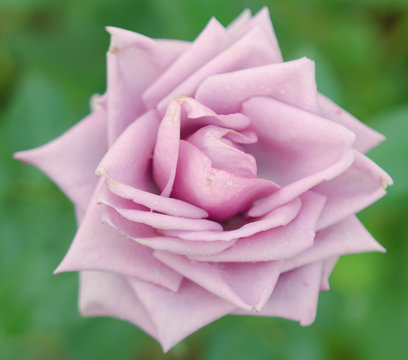Pink rose flower close-up view