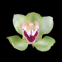 Green orchid, Isolated on black background
