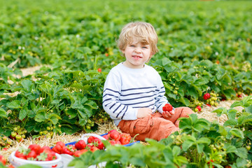 Little kid boy picking strawberries on farm, outdoors.