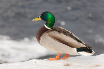 Naklejka na ściany i meble duck near the river