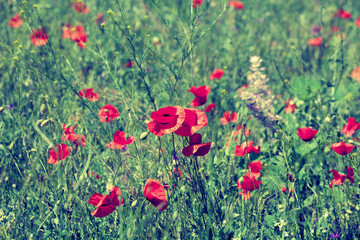 Vintage poppies field