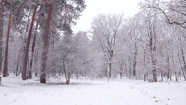 Panorama of the winter forest.