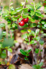 Cowberry. Bushes of ripe forest berries