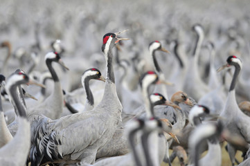 Common Crane (Grus grus), Ahula, Israel