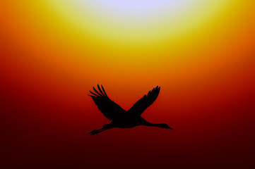 Fototapeta na wymiar Common Crane (Grus grus) at sunrise in Hahula, Israel
