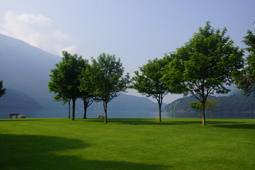 B&auml;ume am Molvenoseeufer in Italien