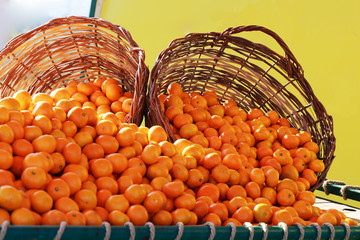 Each tangerine like a small sun