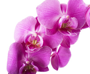 Fototapeta na wymiar Pink streaked orchid flower, isolated