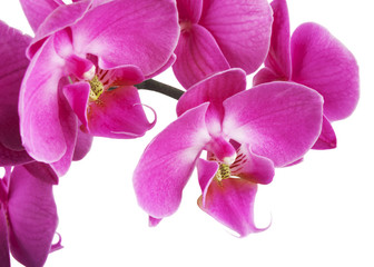 Naklejka na ściany i meble Pink streaked orchid flower, isolated