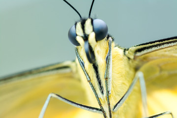 Schmetterling