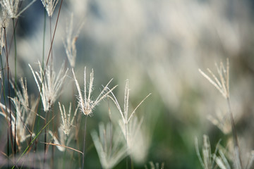 dry reed background.