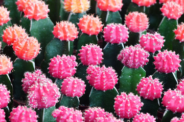 colorful cactus.