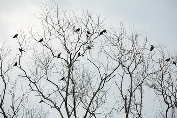 bird on dry tree.