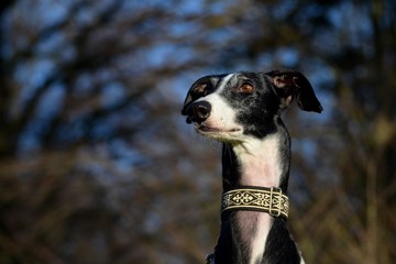 Galgo