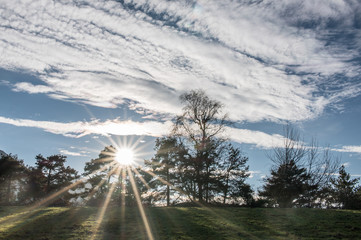 Austria, sole tra gli alberi