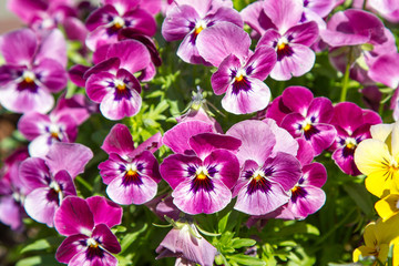 Pink tricolor pansy, flower bed bloom in the garden.