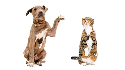 Obraz na płótnie Canvas Playful puppy Pit bull and a funny cat Scottish Fold
