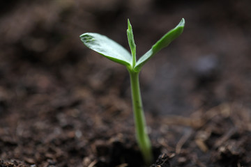 new plant.