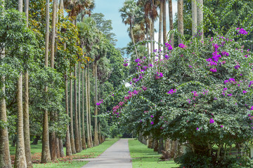 Botanical Garden in Kandy
