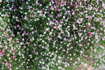 Closeup view of gypsophila flower, suitable for background
