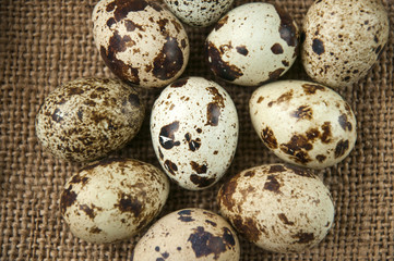 Obraz premium Quail eggs on the background burlap