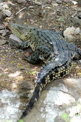 Crocodile in mossy water