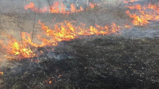 Fire rages in long grass, foreground 