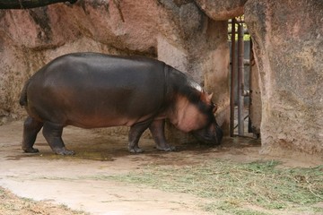 Black Rhinoceros in the zoo