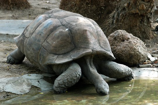 Tortoise in the Zoo