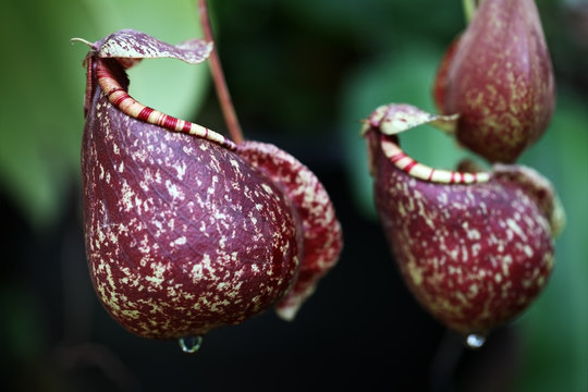 Tropical Pitcher Plant.