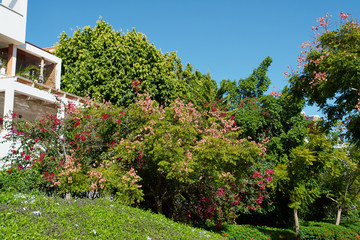 Obraz premium Blooming bush in a city park