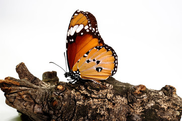 Schmetterling Danaus chrysippus orientis, Madagascar