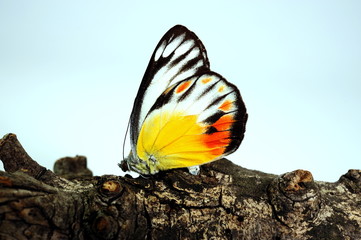 Schmetterling Delias periboea wallacei, Indonesien