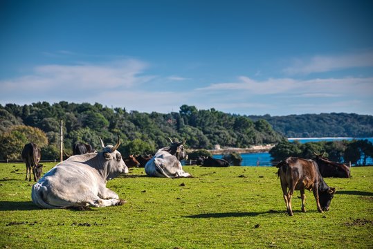 Safari park on Veli Brijun island