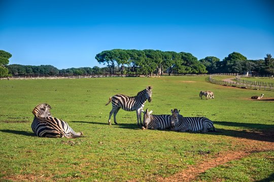Safari park on Veli Brijun island