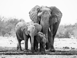 African elephant family - Powered by Adobe