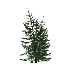Pine