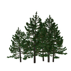 Pine