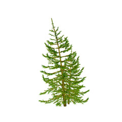 Pine