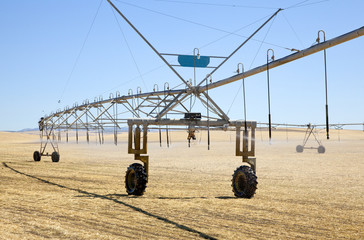 Irrigation machine spraying in a wheatfield, blue sky in backgro