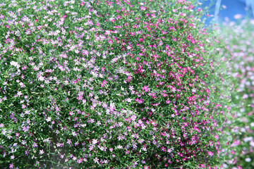 gypsophila flower.