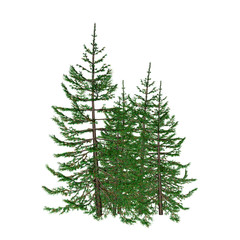 Pine
